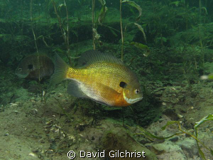 Male Bluegill Sunfish 'tending' nest, Windmill Quarry, On... by David Gilchrist 
